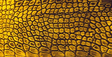 Snake huid achtergrond close-up reptielen textuur