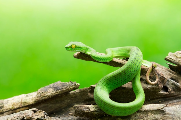 사진 자연 뱀, 녹색 또는 아시아 구덩이 독사, trimeresurus (viperidae)