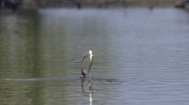 A snake is caught in a lake and is about to be fed.