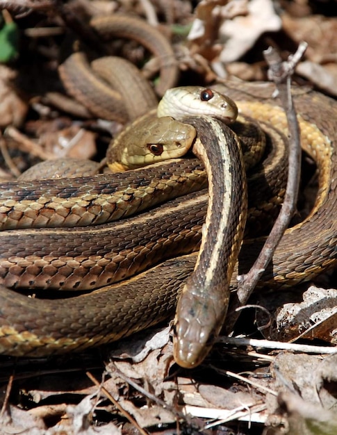 A snake is curled up on the ground and the snake is looking at the camera.