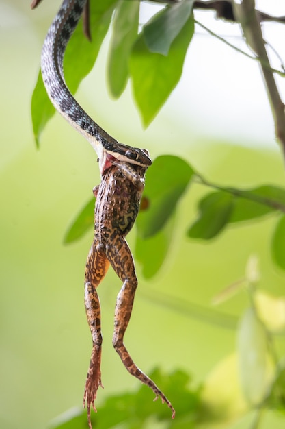 Photo a snake is eating a frog, it's a law of nature. big animals eat small animals