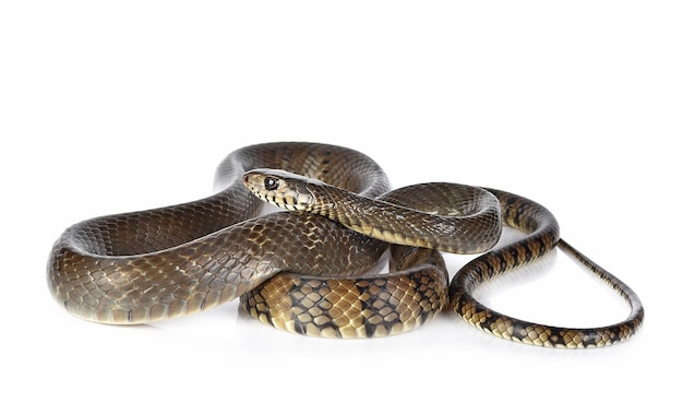 Foto serpente isolato su sfondo bianco