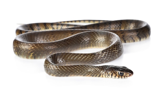 Snake isolated on white background