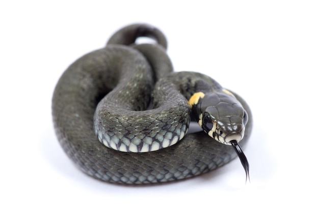 Snake isolated on white background