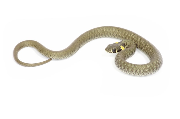 Snake isolated on white background