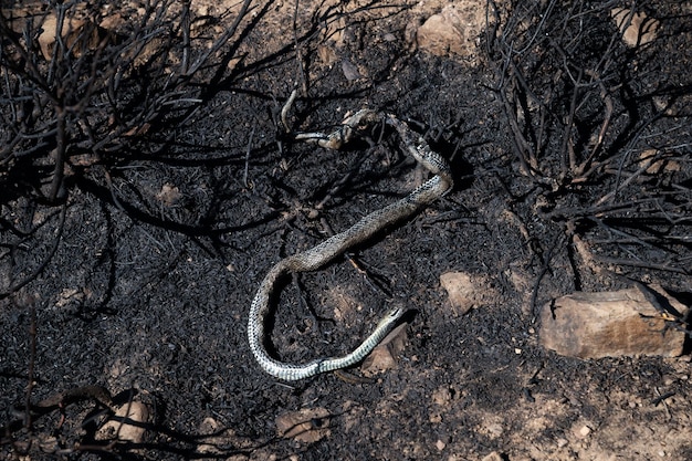 A snake killed by a forest fire