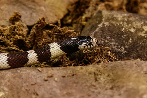 Snake lampropeltis getula californiae