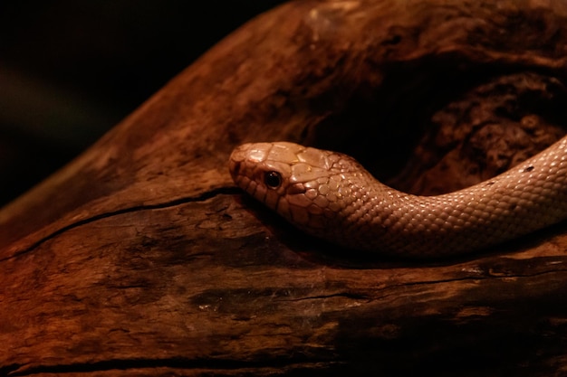 Snake leucistic texas rat