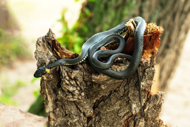 ヘビは木の切り株に横たわっています