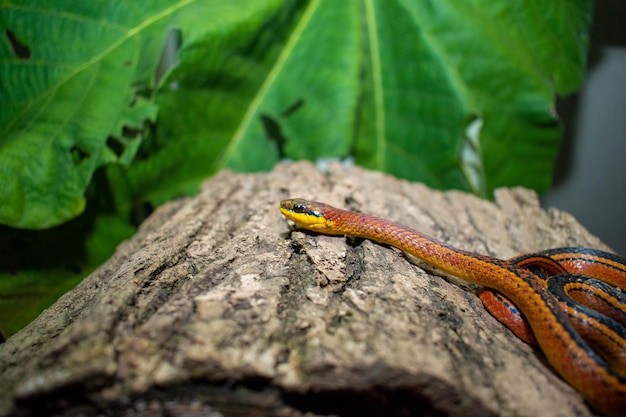 Photo a snake lizard sits on a log in front of a green leaf.