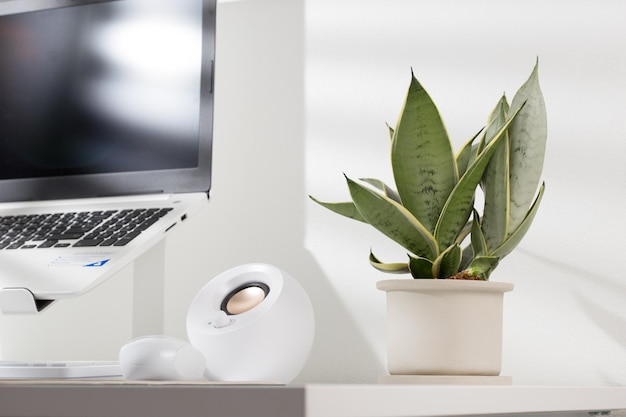 Photo snake plant dwarf varieties in minimalist white ceramic pots on a white desk