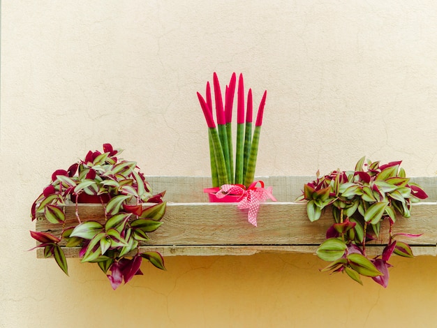 Snake plant outdoor. 