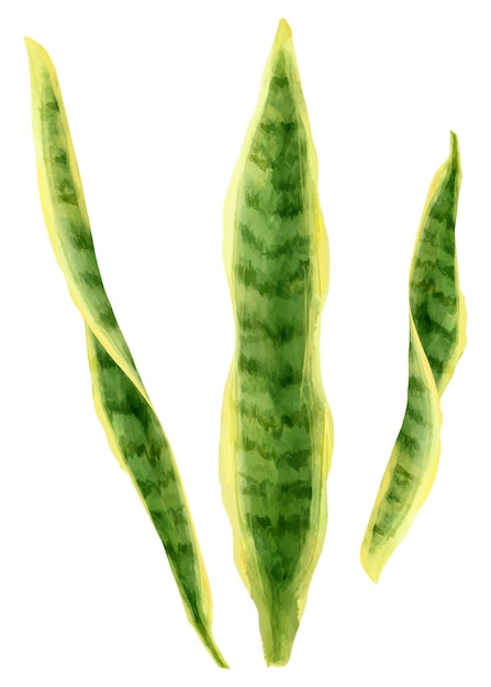 Snake plant png waterverf blad botanisch