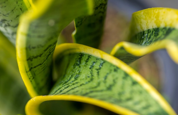 뱀 식물 Sansevieria trifasciata는 얕은 초점에 나뭇잎