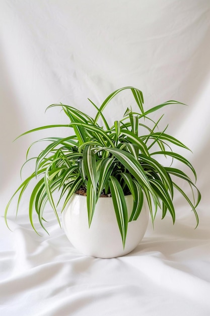 Snake plant in a white pot on a white background