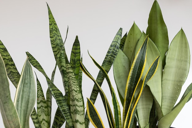 Snake plants beautiful leaves texture background