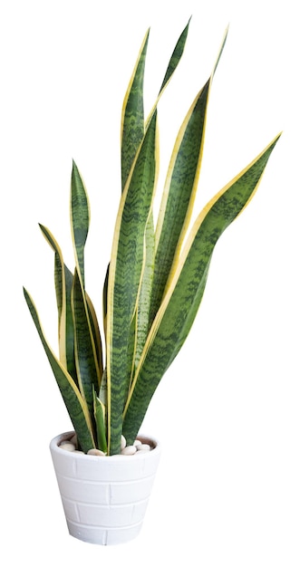 Pianta serpente sansevieria purificare l'aria albero in vaso di fiori bianco isolato su bianco con ritaglio