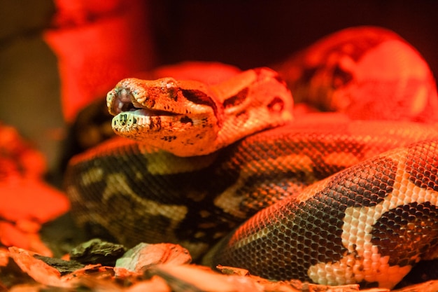 Foto primo piano del pitone del serpente sotto la luce rossa