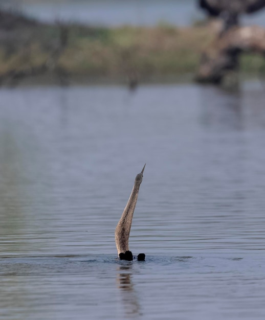 A snake's head is sticking out of the water and the water is in the background.