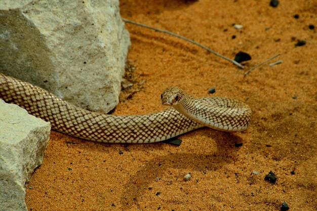 Serpente nella sabbia