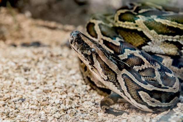 snake and serpent, long limbless reptile animal