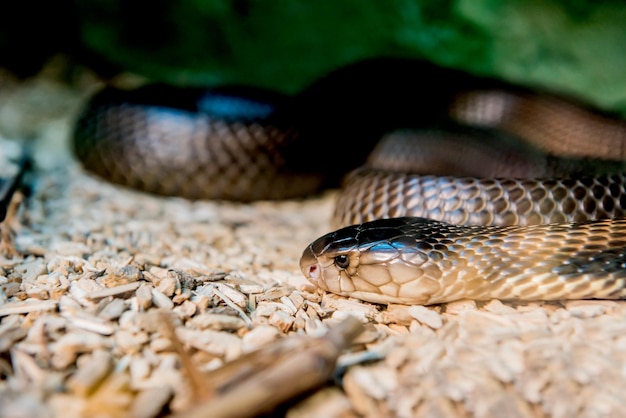 Serpente e serpente, lungo animale rettile senza arti