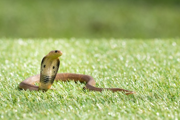 Snake Siamese cobra (Naja kaouthia) op het groene gras