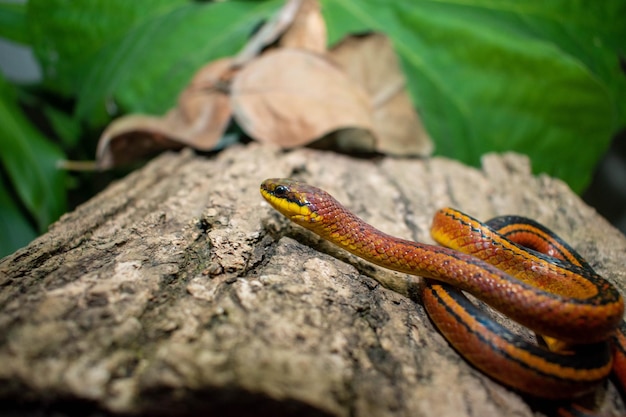 A snake sits on a log in the woods