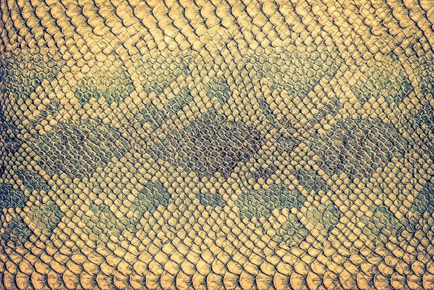 Snake skin background close up reptile texture