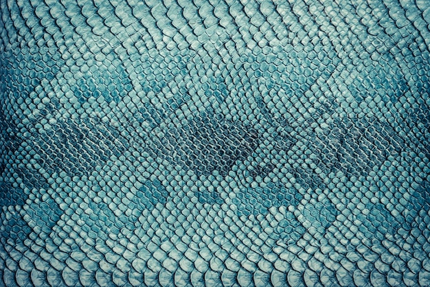 Snake skin background Close up