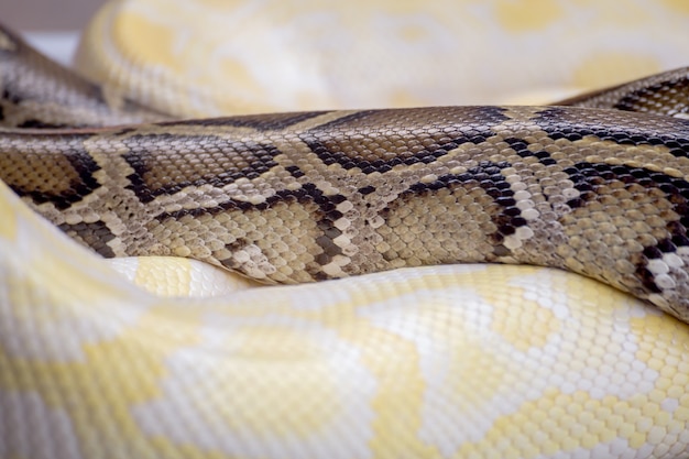 Snake skin close up