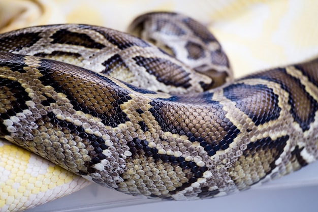 Snake skin close up