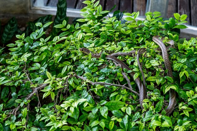 Snake on top of a tree