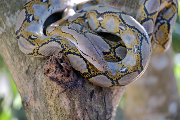 Photo snake on tree