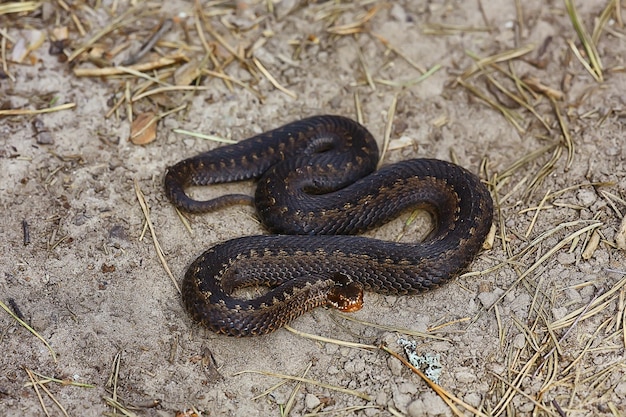 沼地のヘビ毒蛇、野生の爬虫類、有毒な危険な動物、野生生物