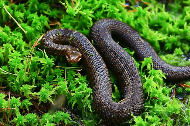 snake viper in the swamp, reptile in the wild, poisonous dangerous animal, wildlife