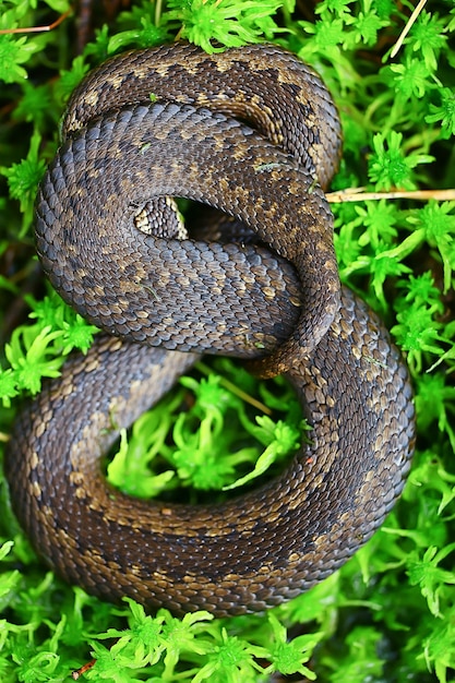 Snake viper in the swamp, reptile in the wild, poisonous\
dangerous animal, wildlife