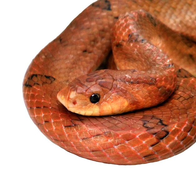 Photo snake on white background