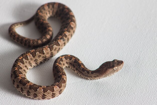 Snake on white background