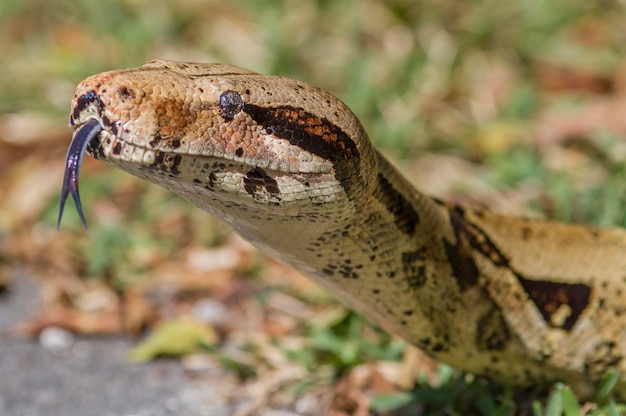 A snake with a long neck and a black face