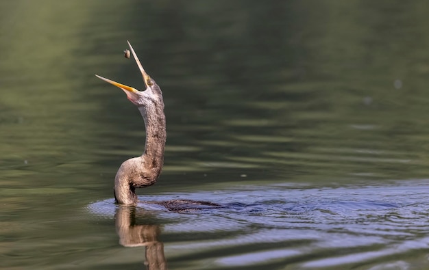 A snake with an orange beak and a bug in its mouth