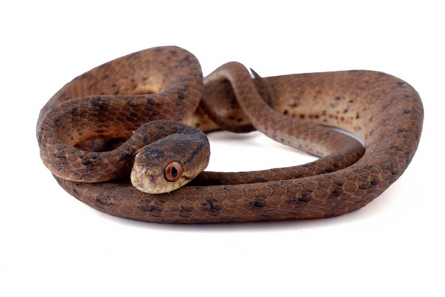 A snake with a white background