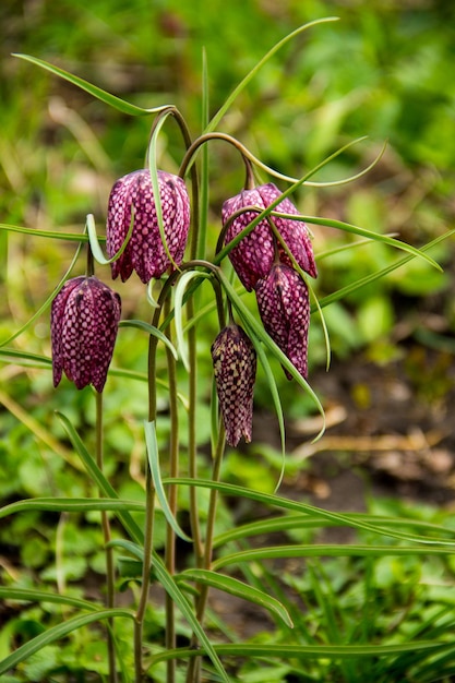 Testa di serpente fritillaria fritillaria meleagris