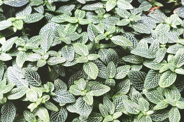 Photo snakeskin plant