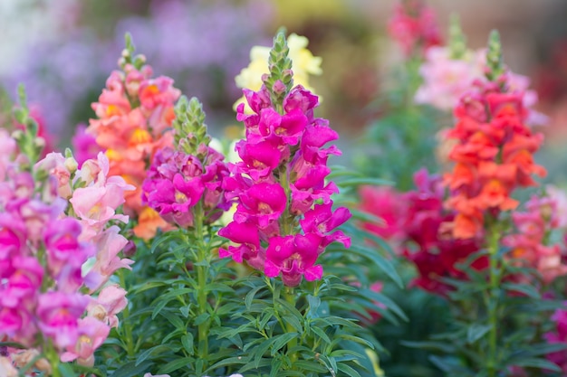 スナップドラゴン（Antirrhinum majus）が咲く庭園