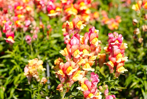 В саду цветут цветы Snap dragon или Antirrhinum majus