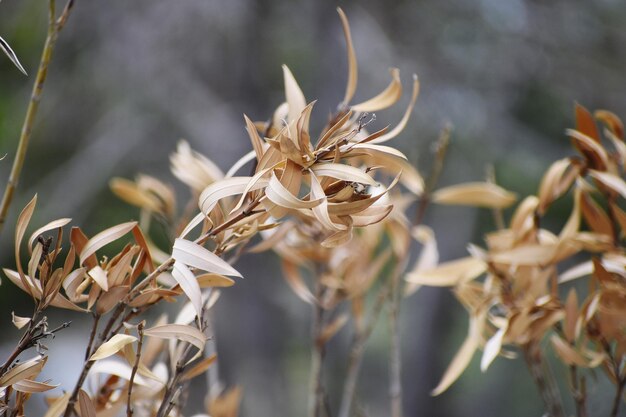 Snap of Dry Leaves