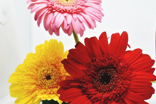 Snap of flower in white background