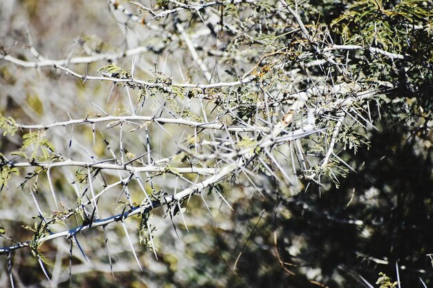 Snap of A thorny bush plant