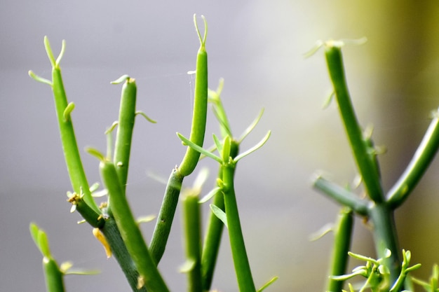 Snap van prachtige decoratieve plant